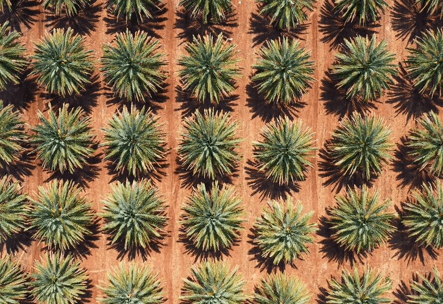 What Does The Tobala Agave Look Like