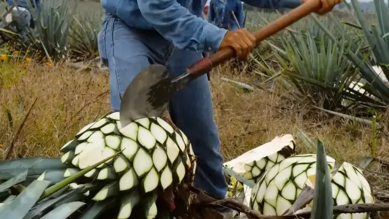 The Agave Harvesting Tool Is Used to Carefully Remove the Spiny Leaves from The Agave