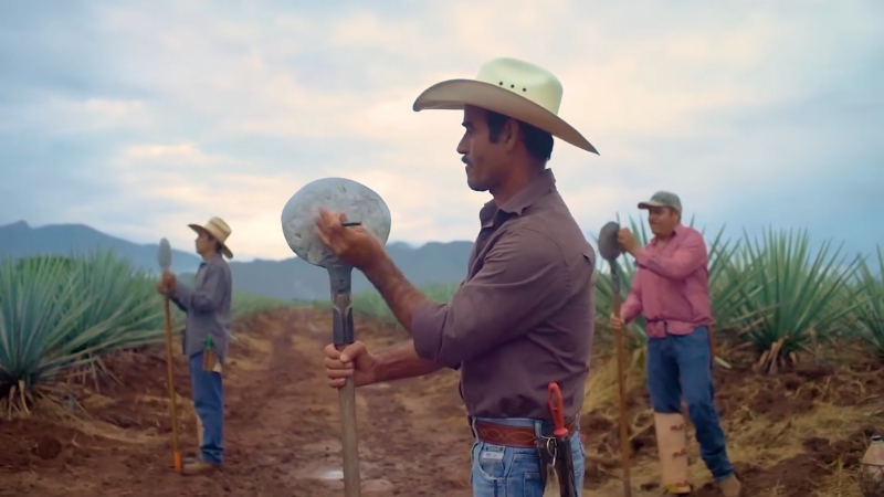 Workers Using La Coa De Jima Tool to Harvest Agave Plants in The Field